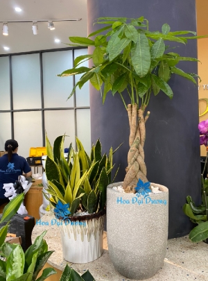 COMBO LƯỠI HỖ VÀ KIM NGÂN BẮT BÍNH