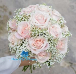 Hoa Cô Dâu - Rạng rỡ