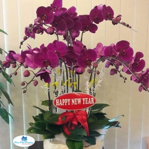 Hoa Lan Hồ Điệp 26