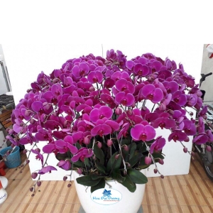 Hoa Lan Hồ Điệp 31