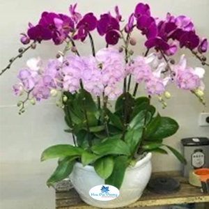 Hoa Lan Hồ Điệp 33