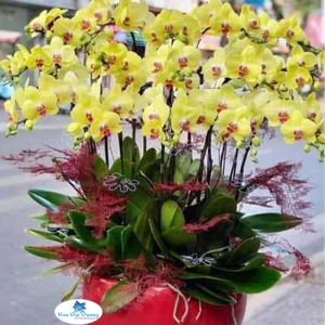 Hoa Lan Hồ Điệp 35