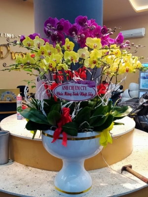 HOA LAN HỒ ĐIỆP 43