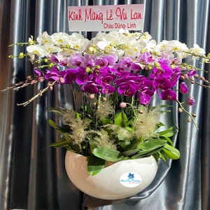 Hoa lan hồ điệp 81