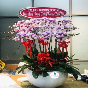 Hoa lan hồ điệp 82
