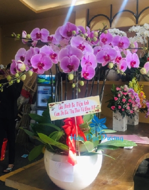 Hoa lan hồ điệp 84