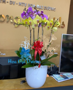 Hoa Lan Hồ Điệp 90