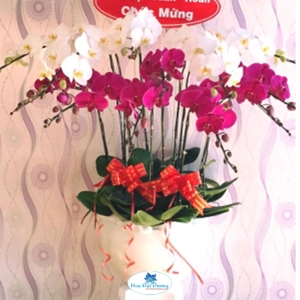 HOA LAN HỒ ĐIỆP 08